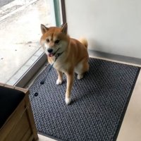 拒否柴のれお君