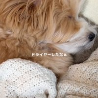 ぐっすり眠る子犬