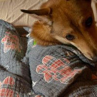 風ちゃんの日常2