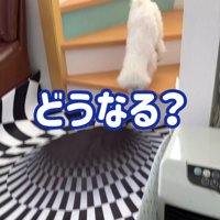マルプーのミルクちゃんは…
