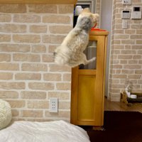 ジャンプする小型犬