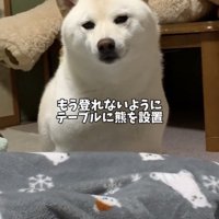 テーブル前に置かれた大きなぬいぐるみ