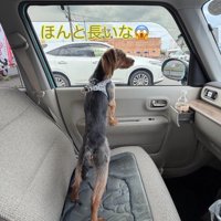 全長が長い犬