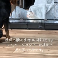 子猫を見つめる犬
