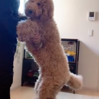 降ろしてもらった大型犬
