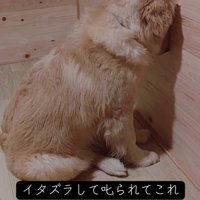 壁に頭をつけて反省する子犬