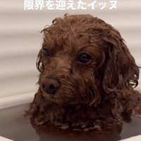 耐えるピノちゃん
