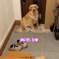 玄関にぽつんと残る犬