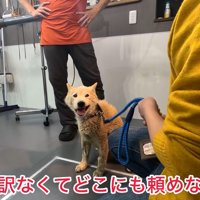 噛み癖があってお手入れができず困っているそう