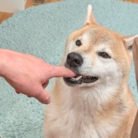 指