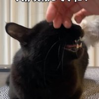 猫を撫でようとする小型犬の手