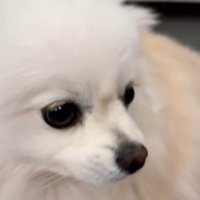 神妙な顔になるごまちゃん