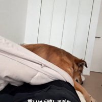 ママの上に乗って寝るラッキーくん