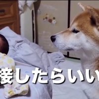 どう接したらいいか分からないこむぎ君