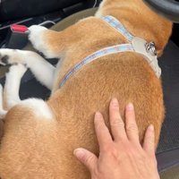 なっとうちゃんをトントンする飼い主さん