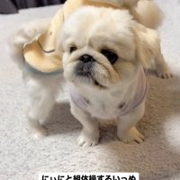 上に乗る犬2