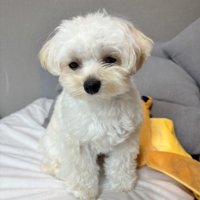 しょぼん