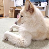 つるちゃんの伏せ