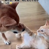 前足を犬の鼻に当てる子猫