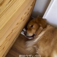 眠っている犬の顔の下に両方の前足を差し込む猫