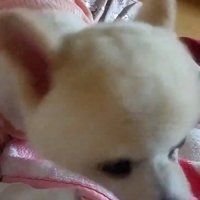 手を舐める犬