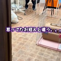 動かないモカちゃん