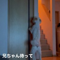 ますお君の人間のような行動