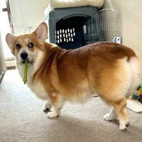 オクラを盗んで怒られた時の表情