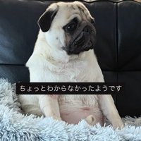 人間のように座るまめぞう君8