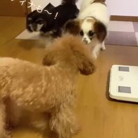 ティナちゃんの登場