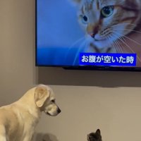 またオレオくんを見るるちるちゃん