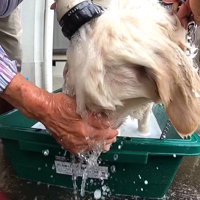 顔の流し方も豪快！！