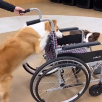車椅子を押す犬1