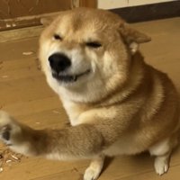 近くで見つめる犬