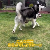 庭を駆け回る成犬と子犬