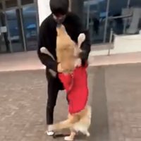 男性に抱きつく犬