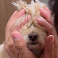 犬の耳を前に倒して、犬の目を隠す飼い主