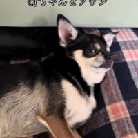 退屈そうにしている