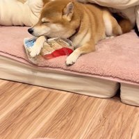 ポポちゃんとの思い出2