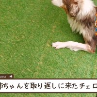 プールサイドに前足をかける弟犬