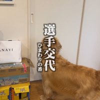ドアの前で立ち尽くす犬