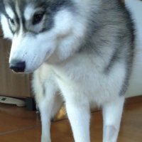 ご飯を食べ終わると…