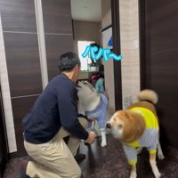 パパさん帰宅時のワンコたち
