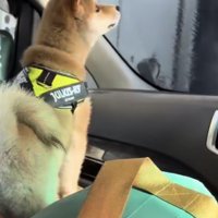 水を目で追って上を向く豆柴