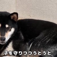 ウトウトするママ犬