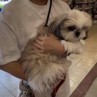 抱っこされる犬2