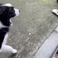 手袋を見つけたワンコ