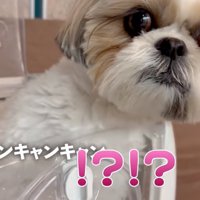 奥を覗き込む犬