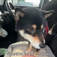 車で落ち着く柴犬