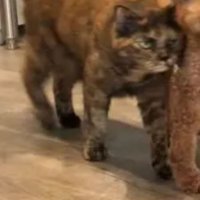 移動したらついていって…